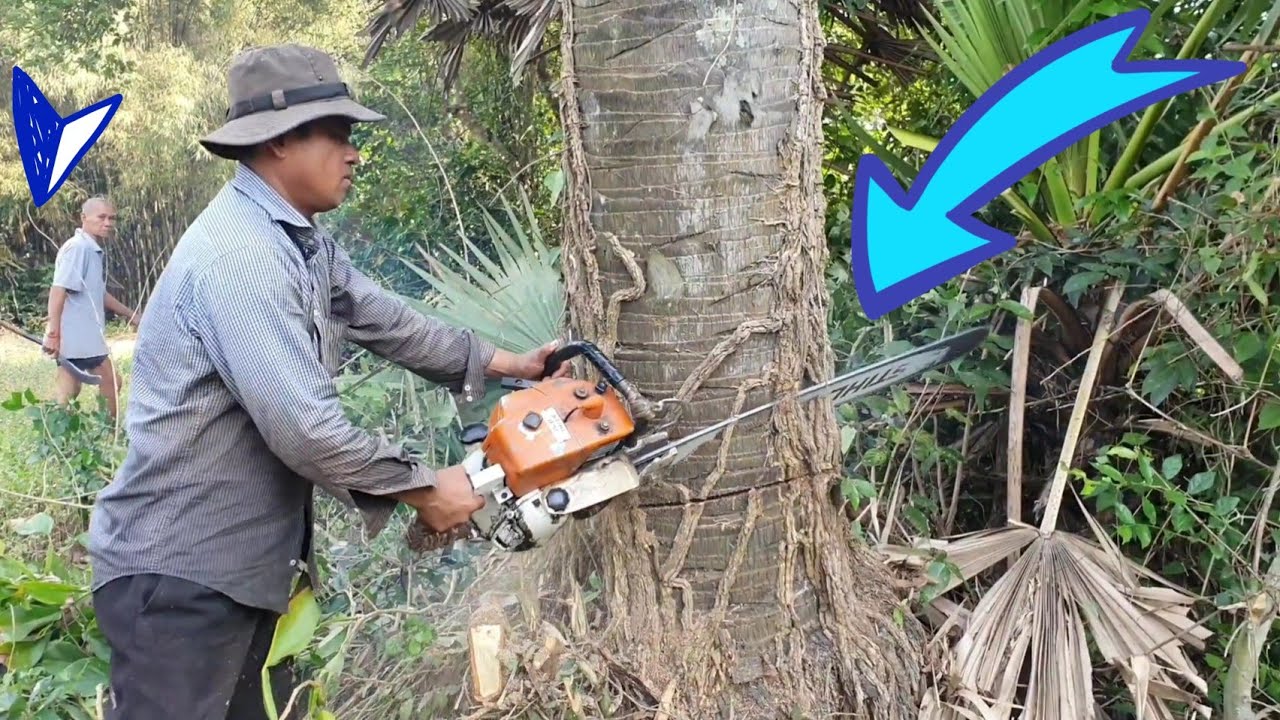 Amazing Palm Tree Felling, Cutting And Sawing Skills With Chainsaw ...