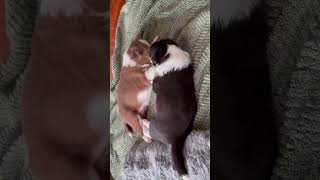 3 week old border collie nibbling