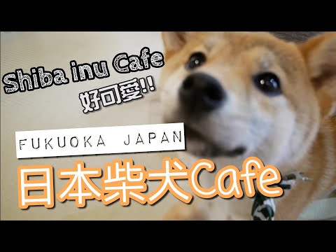 湯布院柴犬 Cafe 超可愛 Ayutv Youtube