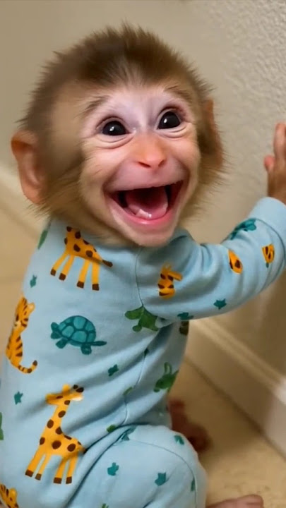 monkey laughing 😂😂😂🙊