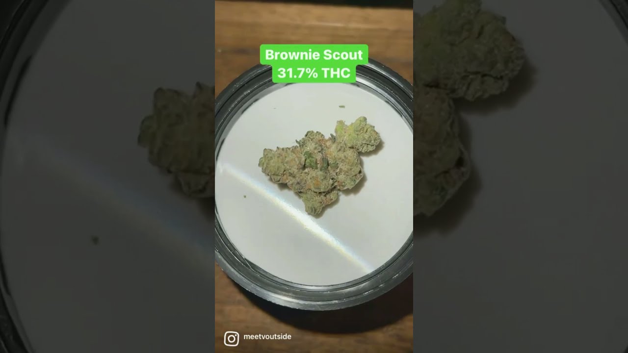 Brownie Scout - 31.7%THC - Rythm MA