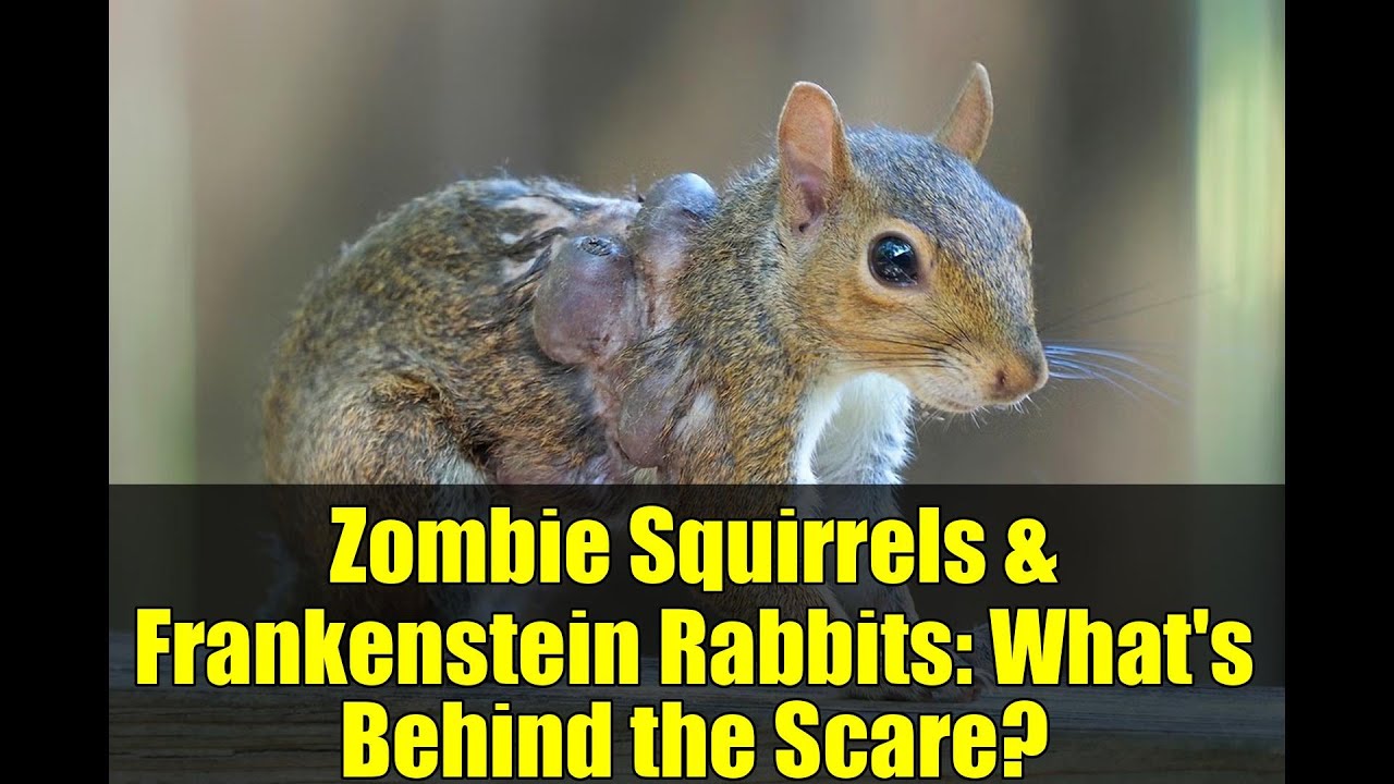 Zombie Squirrels & Frankenstein Rabbits: What's Behind the Scare? - YouTube