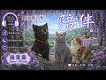 A Gentle Companion — Queen’s Wreath|陪伴・錫葉藤 | Cat & Dog Relaxing Music・放鬆・釋壓・癒し・リラックス