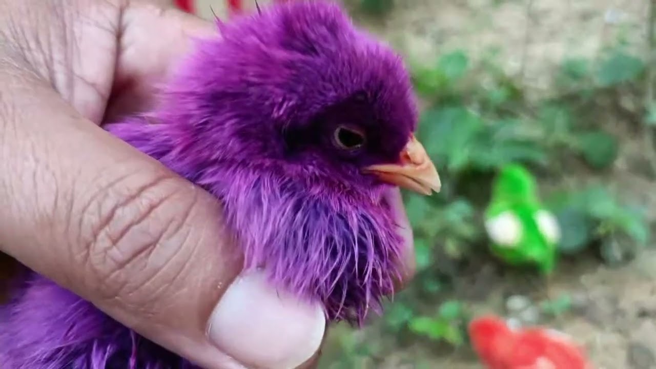Menangkap ayam lucu, ayam warna warni, ayam rainbow, bebek, angsa, ikan hias, ikan cupang, Kelinci