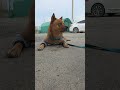 20260614 Morning walk 1 아침 산책 - 따야 Ddaya🥰#왕크왕귀 #진도믹스 #황구 #시고르자브 #댕댕이 #힐링 #위로 #펫로스 #7080 #무반주노래