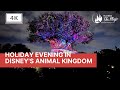Animal Kingdom Holiday Evening (4K HD)