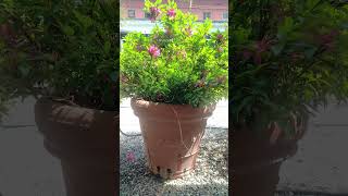 Grab a Coffee & Water My Garden With Me ☕️🌻 Summer Morning ASMR 💦