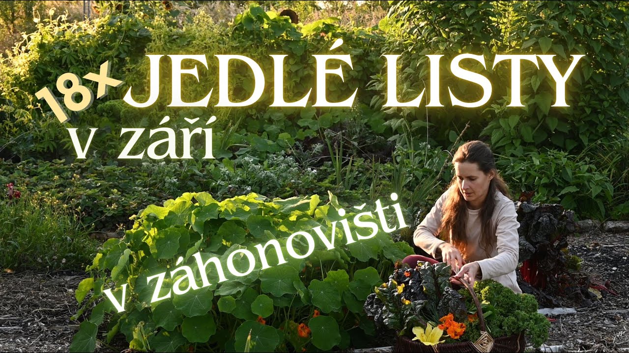 Záhonoviště -18 LISTOVÝCH zakousnutí v ZÁŘÍ = jedlé listy, zelenina