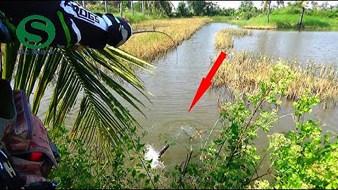 Câu cá lóc, Nướng trui tại chổ, Fihsing lure, Sắc Màu VN