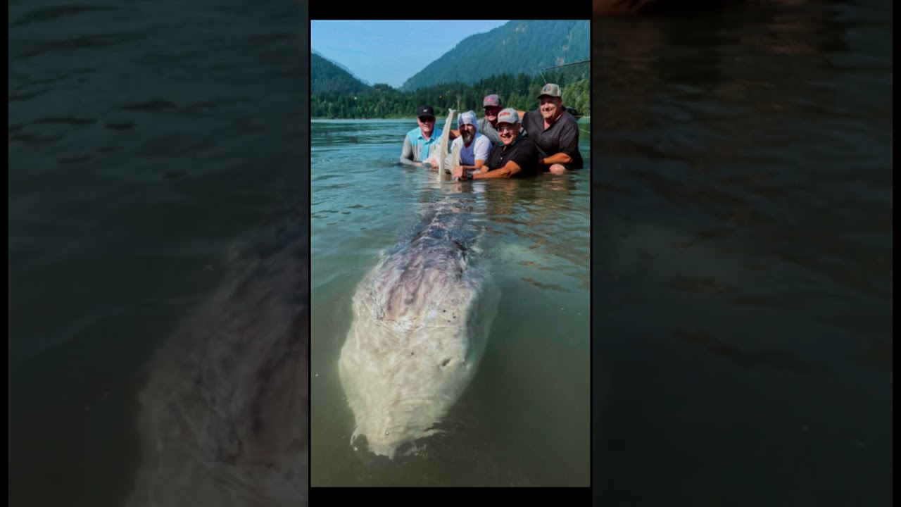 Sturgeon are massive