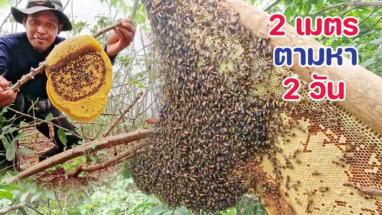 ผึ้งหลวงรังยาว 2 เมตร ใช้เวลาตามหาอยู่ 2 วัน ระหว่างนั้นก็เก็บมิ้มไปเรื่อย