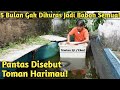 KOLAM LAMA TAK DI KURAS! TOMAN XANTHIC BESAR JADI MIRIP HARIMAU