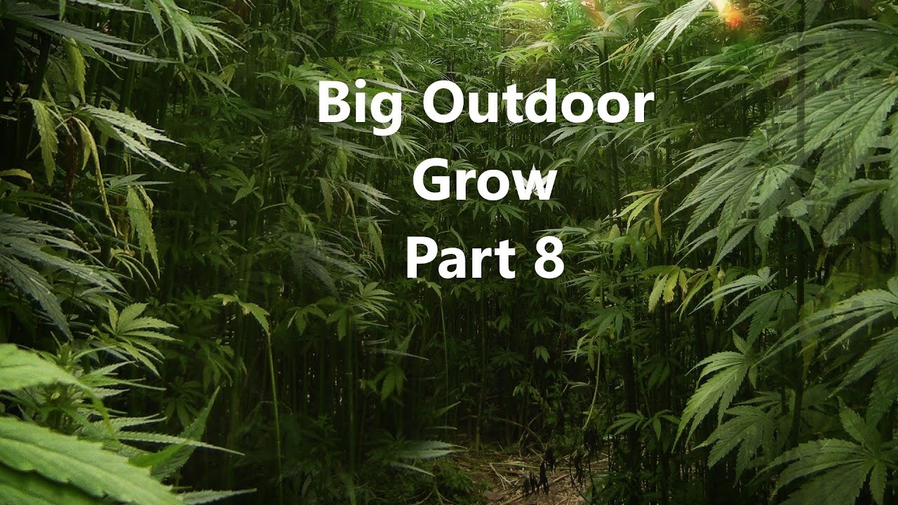 BIG OUTDOOR GROW ( PART 8)