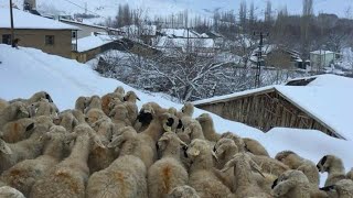 Fatoş Çal Beni köyüme götürün Resimi