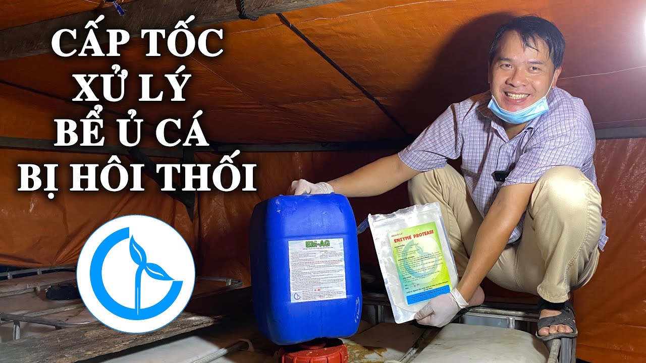 XỬ LÝ CÁ BỊ THỐI DO Ủ CHƯA ĐÚNG CÁCH