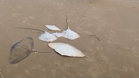 Mùa cá đục, câu ở bãi biển Cam Bình, xã Tân Phước, tx Lagi.