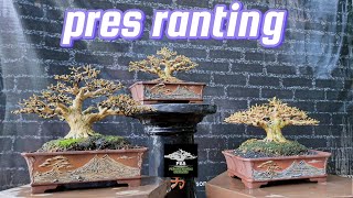 Refining Sancang Bonsai Branching via Tip Pruning Method #bonsai #beginnerbonsai #sancang