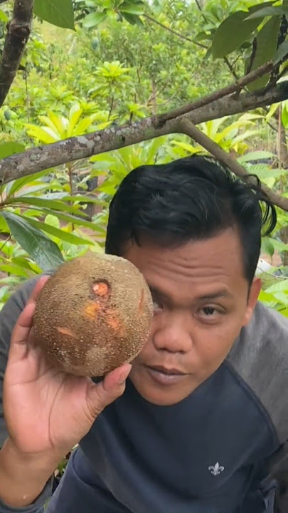 petik buah sawo jumbo mamey sapote #dj #electronicmusic #housemusic #edm