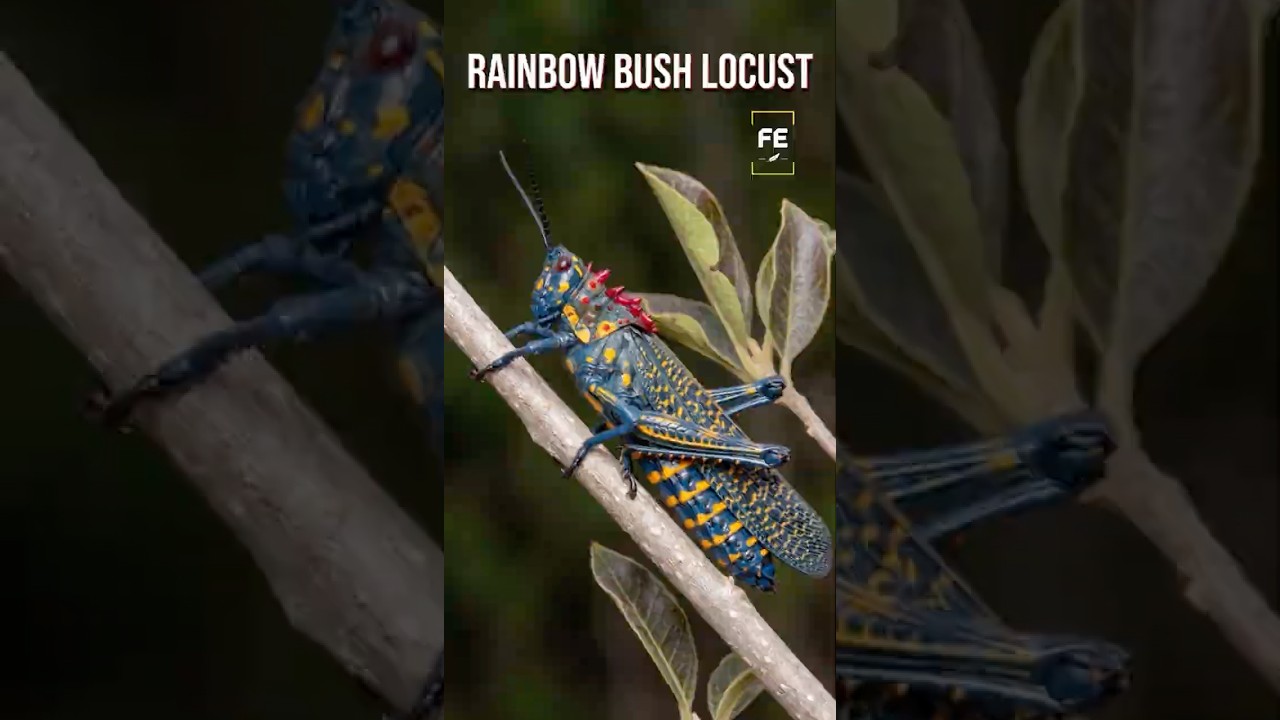 The Rainbow Insect That Looks Unreal. #RainbowBushLocust #RainbowInsect #shorts