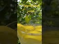 #drink #pepperlemonjuice#juice #shorts