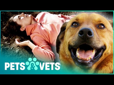 HERO AUSTRALIAN SHEPHERD SAVES CRITICALLY INJURED OWNER'S LIFE | PET HEROES