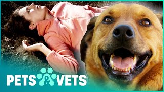 HERO AUSTRALIAN SHEPHERD SAVES CRITICALLY INJURED OWNER'S LIFE | PET HEROES