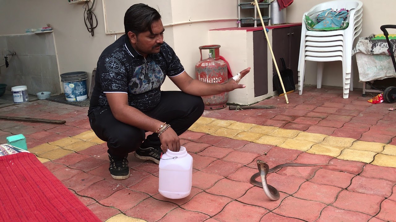 camera iphone 8 plus apk Comman cobra resque in manar 🐍🐍