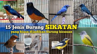 Jenis Burung Sikatan ‼️ 15 Jenis Sikatan yang biasa dijadikan burung kicauan