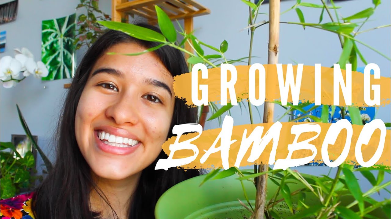 GROWING A BAMBOO PLANT FROM A RHIZOME | Indoor Incense Bamboo Care