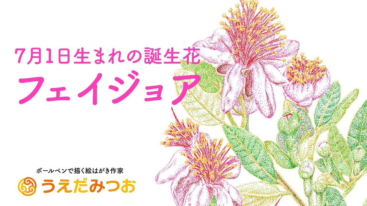 ボールペンで描く絵はがき・花の絵】フェイジョア Feijoa 7月1日の誕生