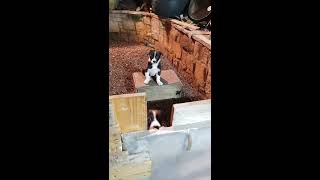 Border Collie Puppies - 7 Week Old Puppies Christmas Dinner 2018 Part 2
