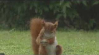 Las Ardillas Brasileas.wmv