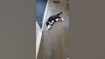 Watch: Tuxedo Cat