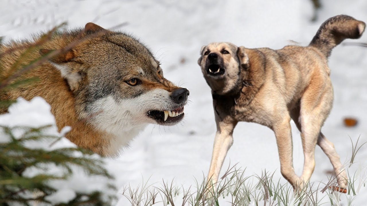 THE KANGAL - 'WOLF CRUSHER' - TURKISH KANGAL DOG - YouTube