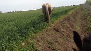 Riding With A Buddy Sour Horse - Advanced Free Style Riding- Rick Gore Horsemanship