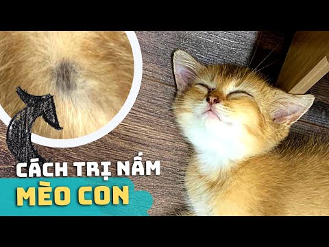 Video Cách Trị Nấm Cho MÈO CON ???? ✅ | Nguyên Nhân & Dấu Hiệu... - youtube