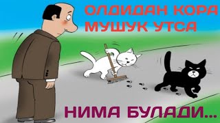 A kompilyatsiya kamming bir mushuk ichida torting holda