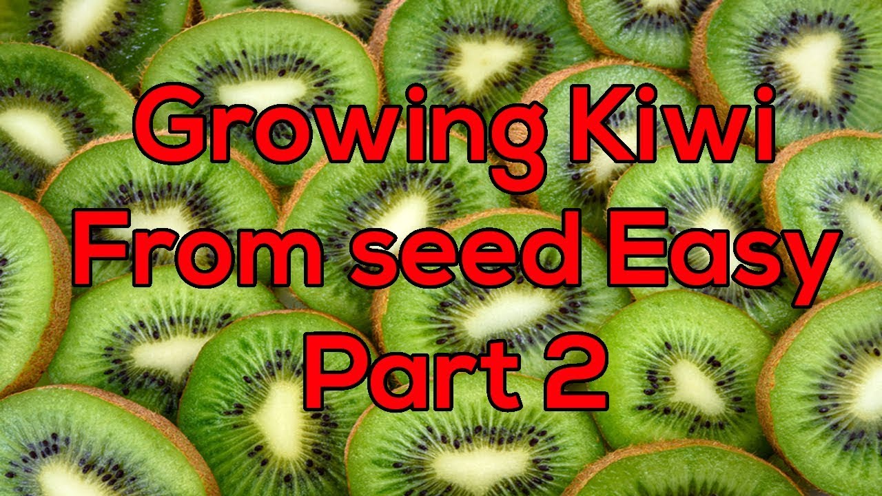 How to grow kiwi vines/trees from seed easy. Part 2 