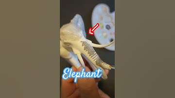 3d printed Elephant #elephant #toys #africa
