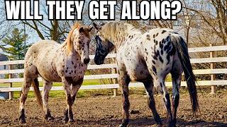HERD INTEGRATION! My 2 Appaloosa Horses Meet For The First Time! 