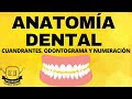 CUADRANTES DENTALES, ODONTOGRAMA Y NUMERACION DE LOS DIENTES. [Anatomía dental en Español]