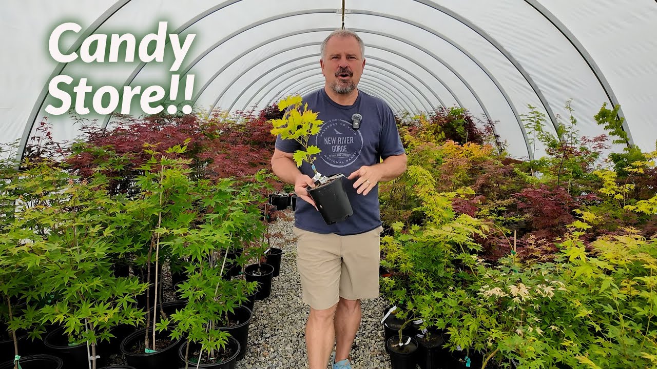 So Much Fun in the Candy Store at Mr. Maple