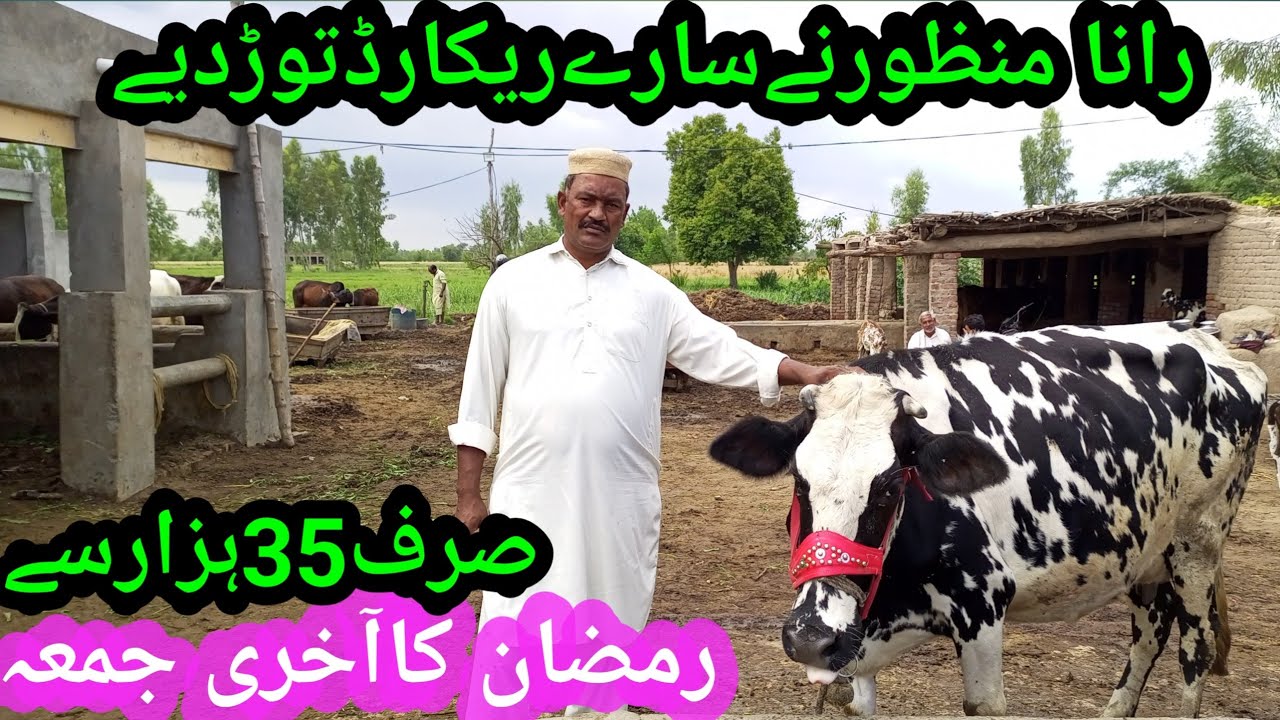 Manzor Rind Rana Manzor | Australian Cholistani | Cross Breed Cow | Bismillah ...