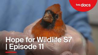 Cat Out of the Bag | Episode 11 | Hope for Wildlife S7 | TVO Docs