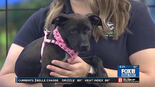 Clear the Shelters is this Saturday!