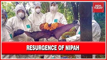 Nipah Virus Strikes Kerala Again, Nearly 300 People Are Placed In Home Quarantine