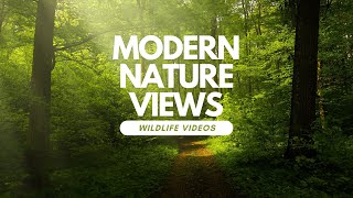 Meet The Screaming Hairy Armadillo Natures Curious Creature Of The Desert