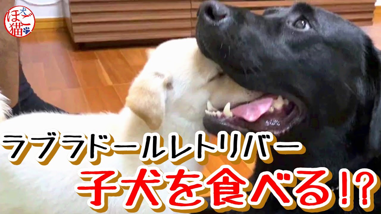 子犬 保護犬 子猫 ラブラドールレトリバー 大型犬に食べられる子犬 Youtube