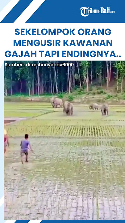 Sekelompok Orang Mencoba Mengusir Kawanan Gajah Tapi Malah Dikejar Balik