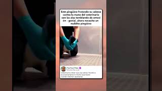 PINGÜINO CONFUNDE REVISIÓN CON CITA ROMÁNTICA